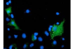 Anti-ARFGAP1 mouse monoclonal antibody (ABIN2454349) immunofluorescent staining of COS7 cells transiently transfected by pCMV6-ENTRY ARFGAP1 (RC206987). (ARFGAP1 抗体)
