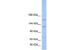Western Blotting (WB) image for anti-Bromodomain and PHD Finger Containing, 3 (BRPF3) antibody (ABIN2459435) (BRPF3 抗体)