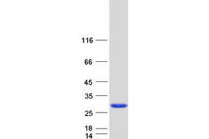 Western Blotting (WB) image for Crystallin, beta A2 (CRYbA2) (Transcript Variant 2) protein (Myc-DYKDDDDK Tag) (ABIN2715236)