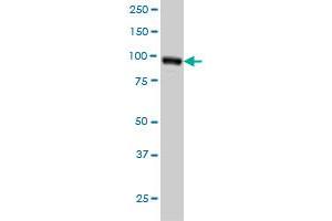 Western Blotting (WB) image for anti-RalA Binding Protein 1 (RALBP1) (AA 1-655) antibody (ABIN564745)
