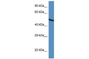 Western Blot showing UGDH antibody used at a concentration of 1 ug/ml against HepG2 Cell Lysate (UGDH 抗体  (C-Term))