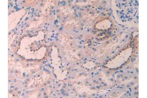 IHC-P analysis of Human Kidney Tissue, with DAB staining. (IL1RAP 抗体  (AA 420-558))