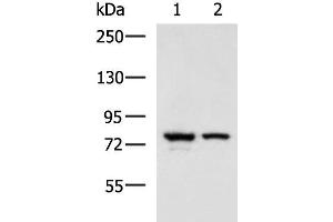Western blot analysis of A172 and 231 cell lysates using IL17RD Polyclonal Antibody at dilution of 1:900 (IL17RD 抗体)