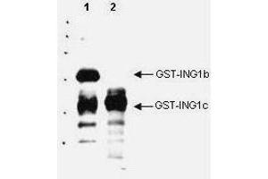 Western blot analysis is shown using  Affinity Purified anti-p33 ING1 antibody to detect over expressed Human ING1 present in cell nuclear extracts. (ING1 抗体  (AA 275-300))