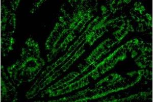 Immunofluorescence analysis of Mouse colonic tissue with CD4 Monoclonal Antibody. (CD4 抗体)