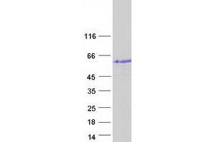 Validation with Western Blot (STAC2 Protein (Myc-DYKDDDDK Tag))