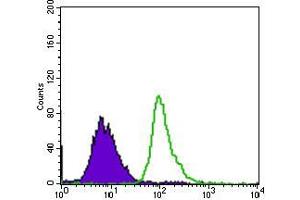 Flow cytometric analysis of HepG2 cells using TP53BP1 mouse mAb (green) and negative control (purple). (TP53BP1 抗体  (AA 574-773))