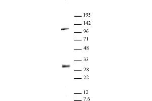 LIN28A antibody (pAb) tested by Western blot. (LIN28A 抗体  (C-Term))