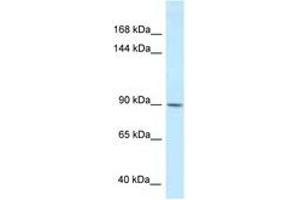 Image no. 1 for anti-Dapper, Antagonist of beta-Catenin, Homolog 1 (DACT1) (AA 343-392) antibody (ABIN6747609)