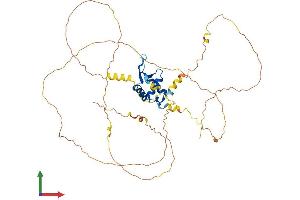 AlphaFold protein structure predicition of Mouse Recombinant Foxa2 Protein, UniprotID P35583