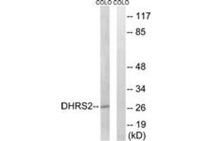 Western Blotting (WB) image for anti-Dehydrogenase/reductase (SDR Family) Member 2 (DHRS2) (AA 111-160) antibody (ABIN2890256) (DHRS2 抗体  (AA 111-160))