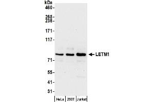anti-Leucine Zipper-EF-Hand Containing Transmembrane Protein 1 (LETM1) (AA 625-675) antibody