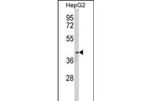Western blot analysis of PON3 Antibody (N-term) (ABIN652536 and ABIN2842361) in HepG2 cell line lysates (35 μg/lane). (PON3 抗体  (N-Term))