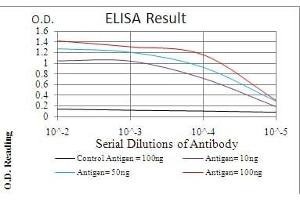Black line: Control Antigen (100 ng), Purple line: Antigen(10 ng), Blue line: Antigen (50 ng), Red line: Antigen (100 ng), (ERBB4 抗体  (AA 1159-1308))