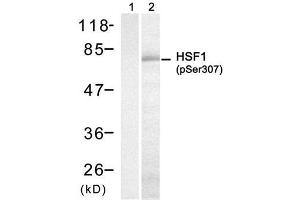 Western blot analysis of extract from H (HSF1 抗体  (pSer307))