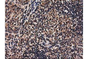 Image no. 6 for anti-Heme Oxygenase (Decycling) 2 (HMOX2) antibody (ABIN1498691) (HMOX2 抗体)