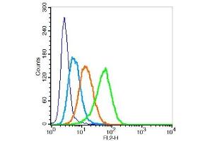 Human U937 cells probed with LAMP2 Polyclonal Antibody, Unconjugated  at 1:100 for 30 minutes followed by incubation with a PE Conjugated secondary (green) for 30 minutes compared to control cells (blue), secondary only (light blue) and isotype control (orange). (LAMP2 抗体  (AA 301-411))