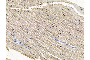 ABIN7096484 and ABIN7100548 at 1/100 staining rat muscle tissue by IHC-P. (TMEM107 抗体)