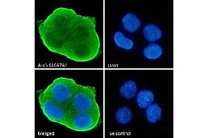 ABIN570957 Immunofluorescence analysis of paraformaldehyde fixed HepG2 cells, permeabilized with 0. (SLC47A1 抗体  (Internal Region))