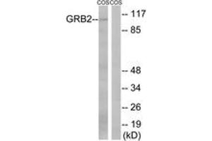 Western blot analysis of extracts from COS cells, using Gab2 (Ab-159) Antibody. (GAB2 抗体  (AA 125-174))