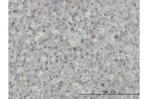 Immunostaining (ISt) image for anti-KH Domain Containing, RNA Binding, Signal Transduction Associated 1 (KHDRBS1) (AA 176-275) antibody (ABIN524100)