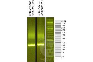 Cleavage Under Targets and Release Using Nuclease (CUT&RUN) image for anti-SWI/SNF Related, Matrix Associated, Actin Dependent Regulator of Chromatin, Subfamily A, Member 4 (SMARCA4) (AA 1420-1470), (C-Term) antibody (ABIN6991990)