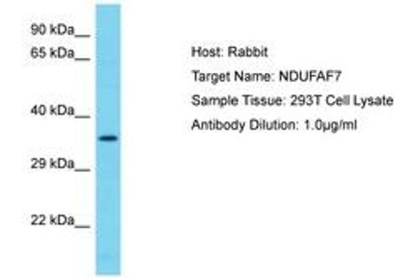 NDUFAF7 抗体  (AA 253-302)