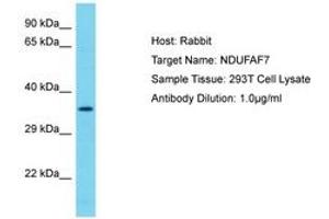 Image no. 1 for anti-NADH Dehydrogenase (Ubiquinone) Complex I, Assembly Factor 7 (NDUFAF7) (AA 253-302) antibody (ABIN6750634) (NDUFAF7 抗体  (AA 253-302))