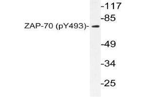 Western blot (WB) analyzes of p-ZAP-70 in extracts from Jurkat cells. (ZAP70 抗体  (pTyr493))