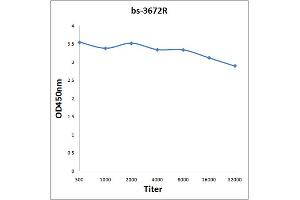 Antigen: 0. (HSPB8 抗体  (AA 101-196))