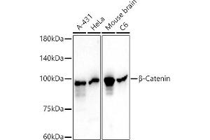 Western blot analysis of extracts of various cell lines, using β-Catenin Mouse mAb antibody (ABIN7266137) at 1:1000 dilution. (CTNNB1 抗体)