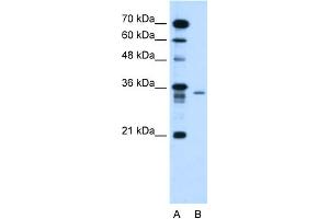 WB Suggested Anti-C6orf21 Antibody Titration:  1. (LY6G6F 抗体  (N-Term))
