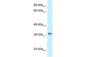 WB Suggested Anti-PEX19 Antibody Titration: 1. (PEX19 抗体  (C-Term))