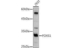 Western blot analysis of extracts of 293T cells, using FOXS1 antibody (ABIN7267251) at 1:500 dilution. (FOXS1 抗体  (AA 121-330))