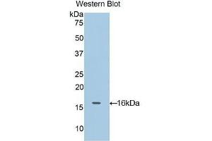 Detection of Recombinant OCM, Rat using Polyclonal Antibody to Oncomodulin (OCM) (Oncomodulin 抗体  (AA 1-109))