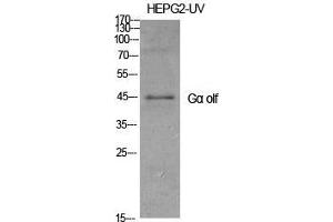 Western Blot (WB) analysis of specific cells using Galpha olf Polyclonal Antibody. (GNAL 抗体  (Internal Region))