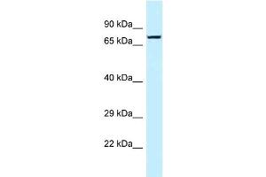 WB Suggested Anti-TNS4 Antibody Titration: 1. (Tensin 4 抗体  (N-Term))