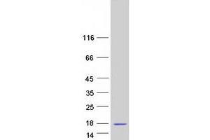 Western Blotting (WB) image for SH3 Domain Binding Glutamic Acid-Rich Protein Like 2 (SH3BGRL2) protein (Myc-DYKDDDDK Tag) (ABIN2731966)