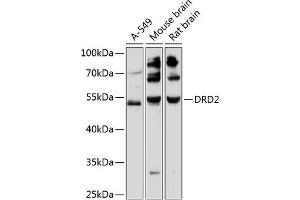 Western blot analysis of extracts of various cell lines, using DRD2 antibody (ABIN6129503, ABIN6139821, ABIN6139822 and ABIN6216745) at 1:3000 dilution. (Dopamine d2 Receptor 抗体  (AA 214-373))