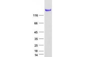 Validation with Western Blot (EEA1 Protein (Myc-DYKDDDDK Tag))