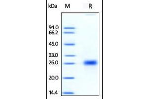 TNFSF4 Protein (AA 51-183) (His tag)