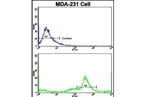 Flow cytometric analysis of MDA-231 cells using C5 Antibody (N-term)(bottom histogram) compared to a negative control cell (top histogram). (C5 抗体  (N-Term))