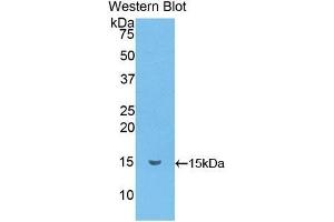 Detection of Recombinant MRP1, Mouse using Polyclonal Antibody to Chemokine (C-C motif) ligand 6 (CCL6) (CCL6 抗体  (AA 22-116))