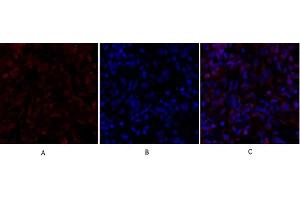 Immunofluorescence analysis of rat lung tissue. (SMAD4 抗体  (AA 40-120))