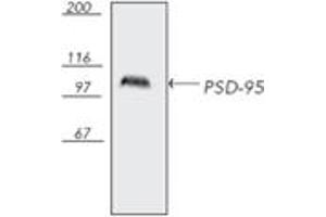 Western blot analysis of bovine brain tissue extract, probed with PSD-95, mAb (7E3-1B8). (DLG4 抗体)