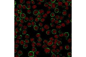 Immunofluorescence staining of Raji cells. (CD19 抗体)