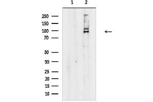 Western blot analysis of lysates from Rat testis, using SRPK1 Antibody.