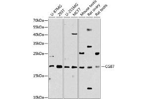 Western blot analysis of extracts of various cell lines, using CGB7 Antibody (ABIN6129264, ABIN6138475, ABIN6138477 and ABIN6216298) at 1:1000 dilution. (CGB7 抗体  (AA 21-165))