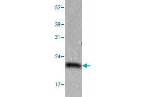 The HeLa (40 ug) were resolved by SDS-PAGE, transferred to PVDF membrane and probed with PPIC monoclonal antibody, clone AT3C6  (1:1000). (PPIC 抗体  (AA 39-197))