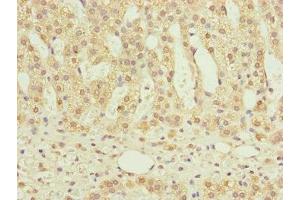 Immunohistochemistry of paraffin-embedded human adrenal gland tissue using ABIN7160967 at dilution of 1:100 (NDUFS6 抗体  (AA 29-124))